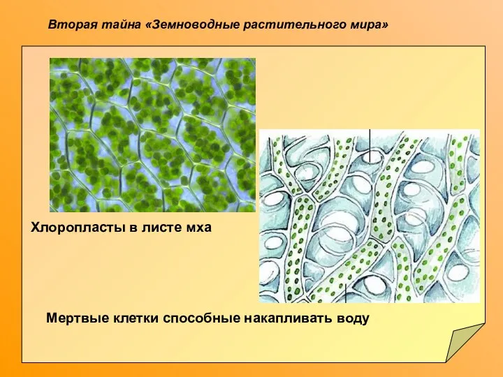 Вторая тайна «Земноводные растительного мира» Хлоропласты в листе мха Мертвые клетки способные накапливать воду