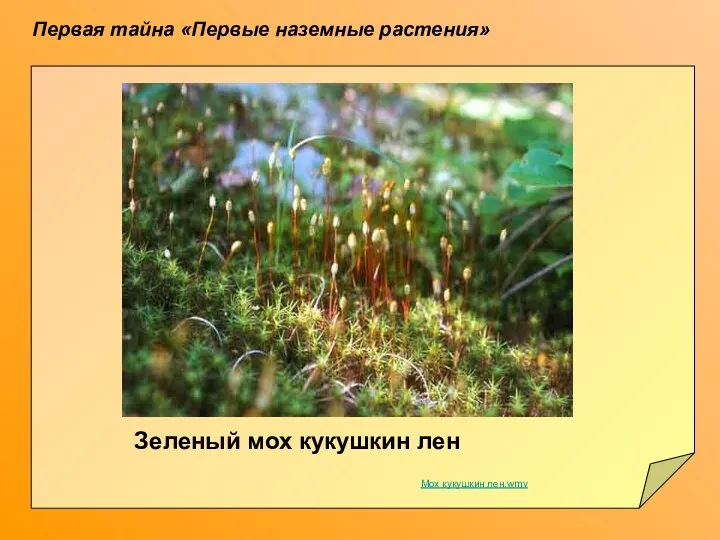 Первая тайна «Первые наземные растения» Зеленый мох кукушкин лен Мох кукушкин лен.wmv