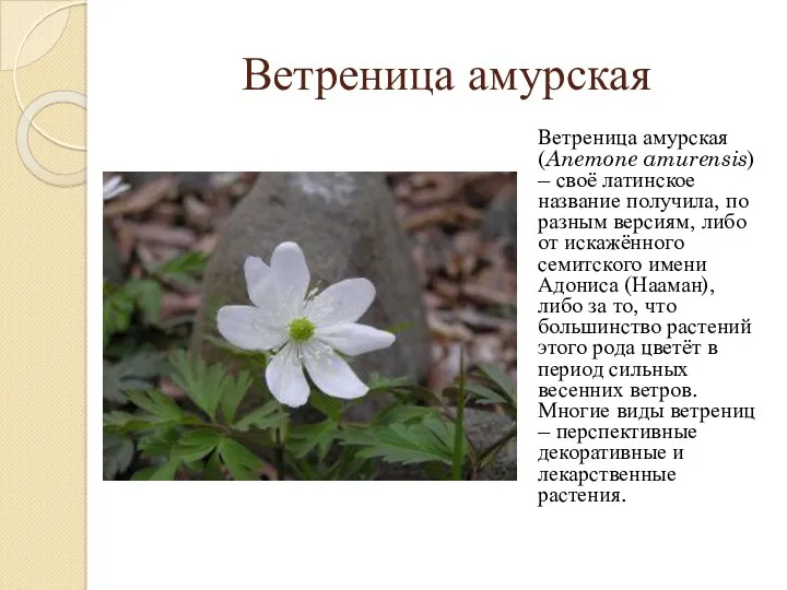 Ветреница амурская Ветреница амурская (Anemone amurensis) – своё латинское название