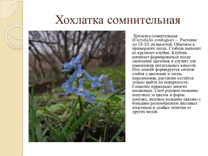 Хохлатка сомнительная Хохлатка сомнительная (Corydalis ambigua) – Растение до 15-25