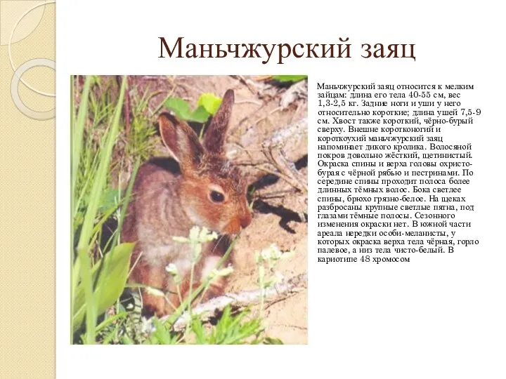 Маньчжурский заяц Маньчжурский заяц относится к мелким зайцам: длина его