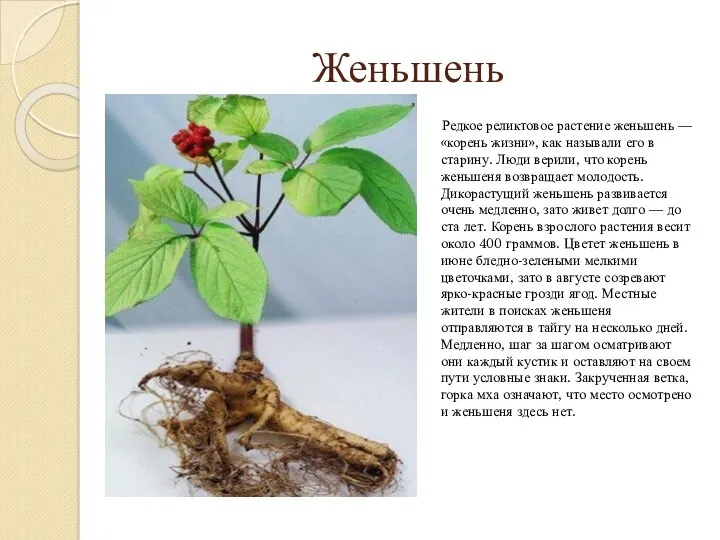 Женьшень Редкое реликтовое растение женьшень — «корень жизни», как называли