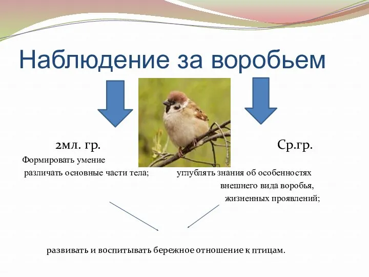 Наблюдение за воробьем 2мл. гр. Ср.гр. Формировать умение различать основные