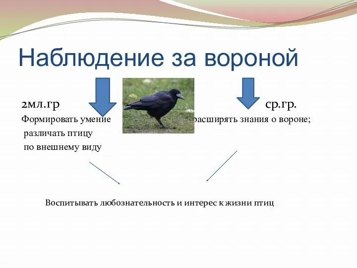 Наблюдение за вороной 2мл.гр ср.гр. Формировать умение расширять знания о