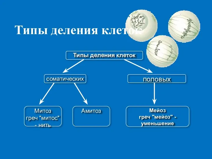 Типы деления клеток Типы деления клеток соматических половых Мейоз греч