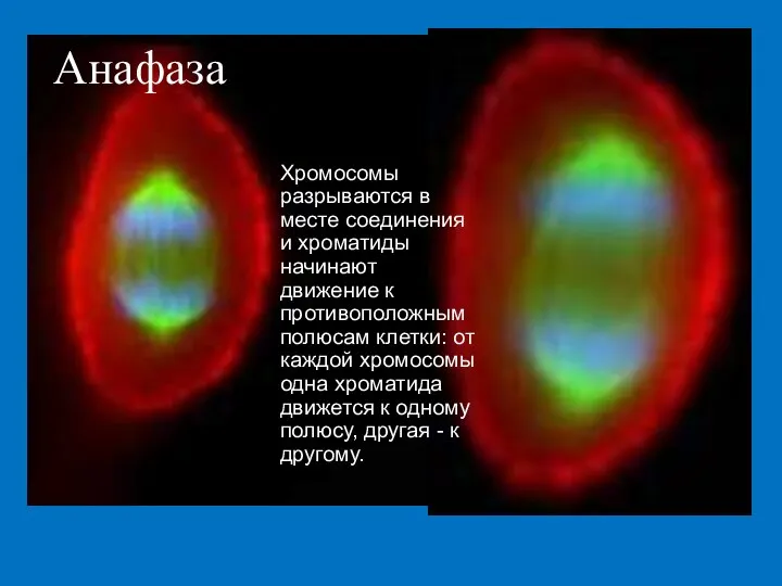 Анафаза Хромосомы разрываются в месте соединения и хроматиды начинают движение