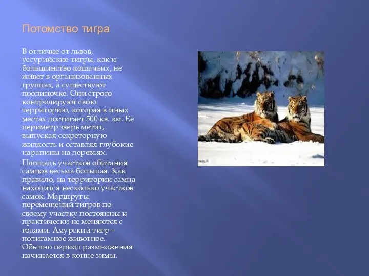Потомство тигра В отличие от львов, уссурийские тигры, как и большинство кошачьих, не
