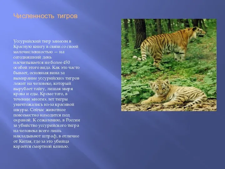 Численность тигров Уссурийский тигр занесен в Красную книгу в связи со своей малочисленностью