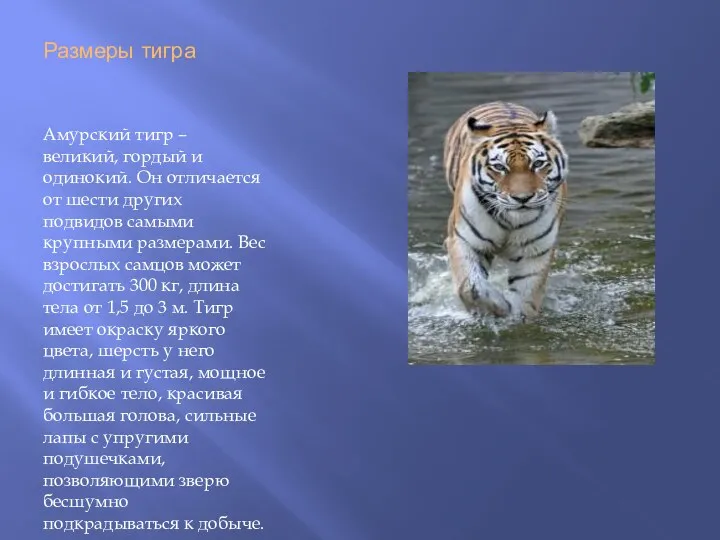 Размеры тигра Амурский тигр – великий, гордый и одинокий. Он отличается от шести