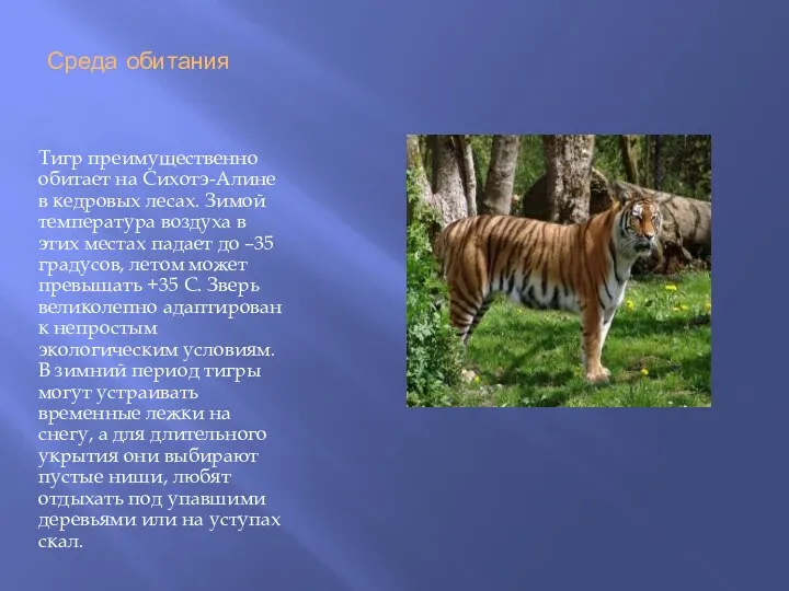 Среда обитания Тигр преимущественно обитает на Сихотэ-Алине в кедровых лесах. Зимой температура воздуха