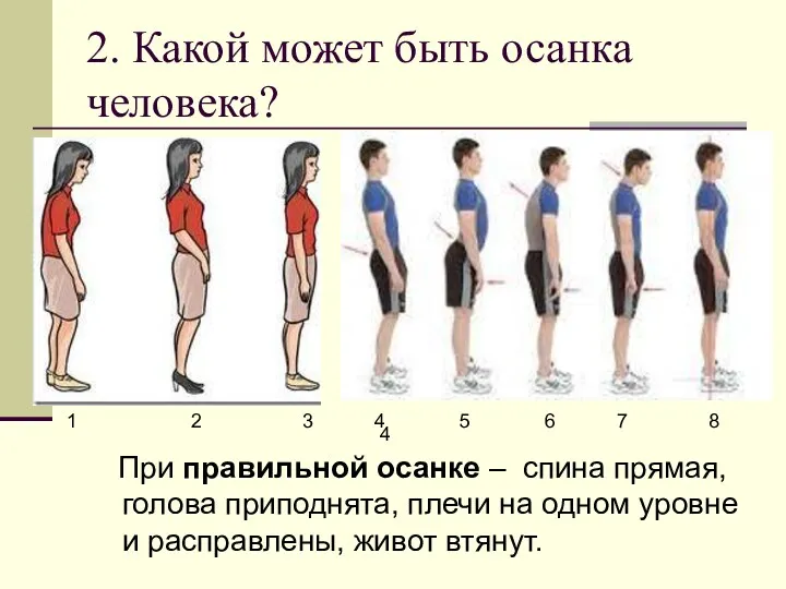 2. Какой может быть осанка человека? При правильной осанке –