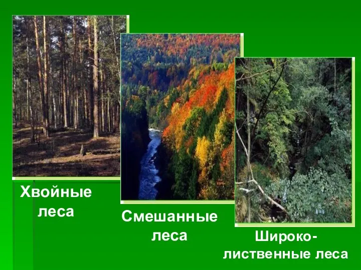 Хвойные леса Смешанные леса Широко-лиственные леса