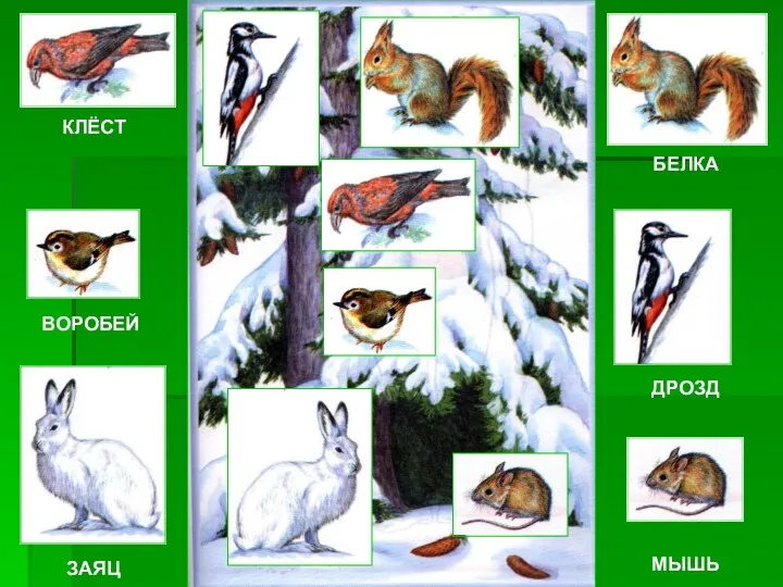 БЕЛКА КЛЁСТ ДРОЗД ВОРОБЕЙ ЗАЯЦ МЫШЬ