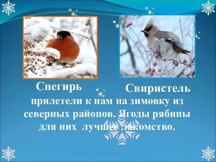 Снегирь Свиристель прилетели к нам на зимовку из северных районов. Ягоды рябины для них лучшее лакомство.