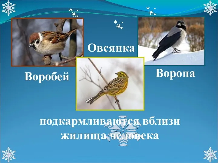 Воробей Овсянка Ворона подкармливаются вблизи жилища человека