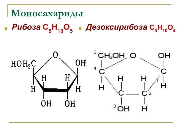 Моносахариды Рибоза С5Н10О5 Дезоксирибоза С5Н10О4