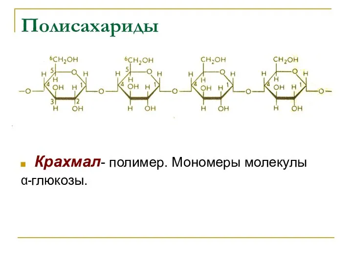Крахмал- полимер. Мономеры молекулы α-глюкозы. Полисахариды