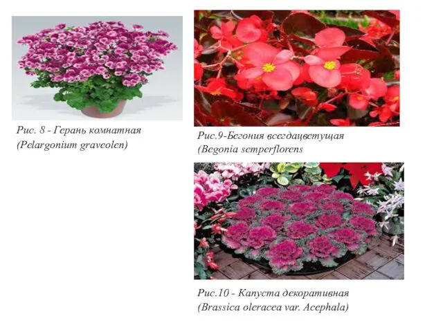 Рис.9-Бегония всегдацветущая (Begonia semperflorens Рис.10 - Капуста декоративная (Brassica oleracea