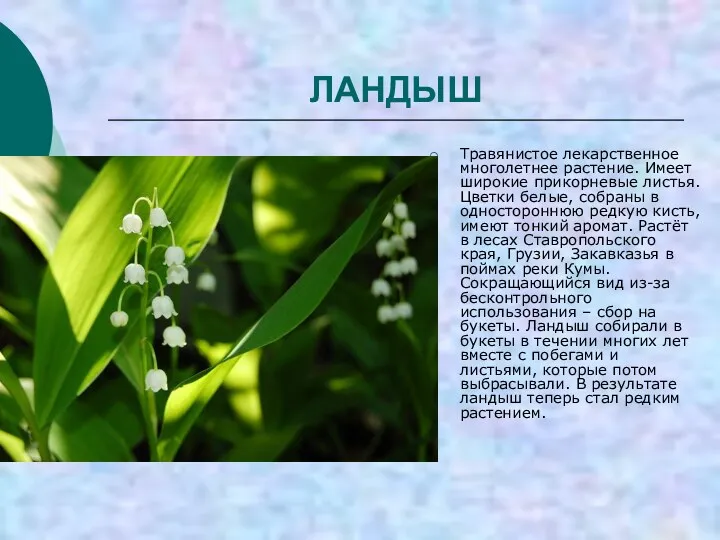 ЛАНДЫШ Травянистое лекарственное многолетнее растение. Имеет широкие прикорневые листья. Цветки белые, собраны в