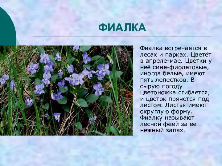 ФИАЛКА Фиалка встречается в лесах и парках. Цветёт в апреле-мае. Цветки у неё