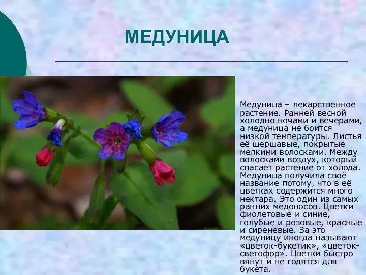 МЕДУНИЦА Медуница – лекарственное растение. Ранней весной холодно ночами и вечерами, а медуница