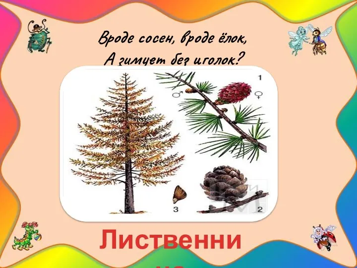 Вроде сосен, вроде ёлок, А зимует без иголок? Лиственница