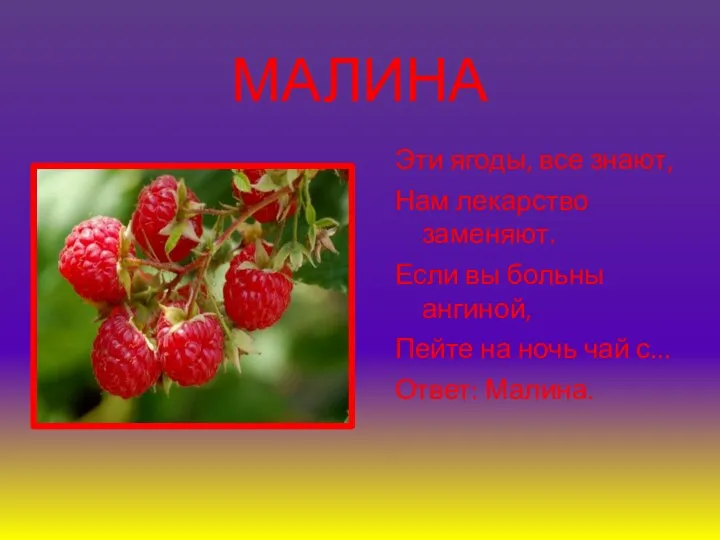 МАЛИНА Эти ягоды, все знают, Нам лекарство заменяют. Если вы больны ангиной, Пейте