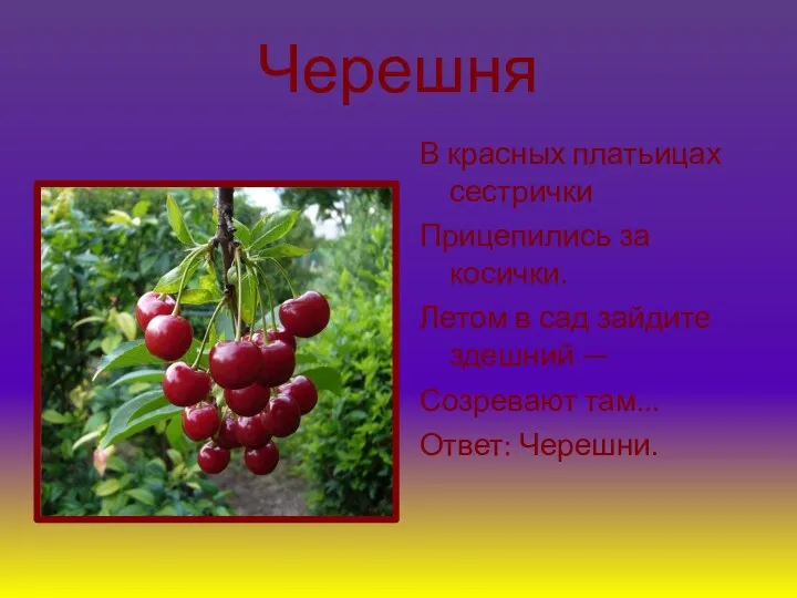 Черешня В красных платьицах сестрички Прицепились за косички. Летом в сад зайдите здешний