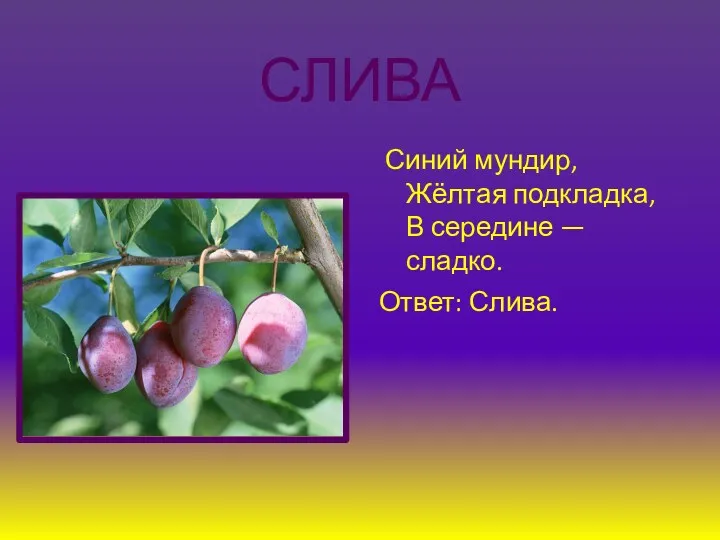 СЛИВА Синий мундир, Жёлтая подкладка, В середине — сладко. Ответ: Слива.