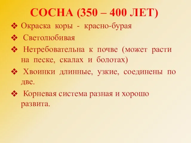 СОСНА (350 – 400 ЛЕТ) Окраска коры - красно-бурая Светолюбивая