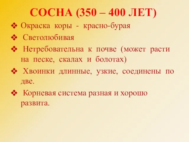 СОСНА (350 – 400 ЛЕТ) Окраска коры - красно-бурая Светолюбивая Нетребовательна к почве