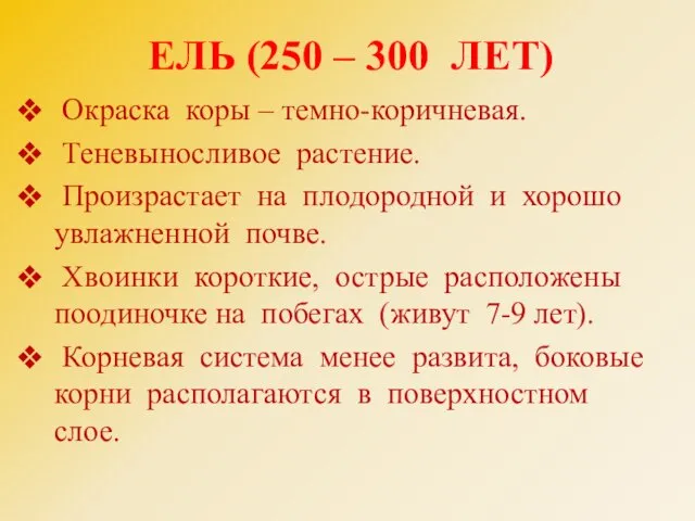 ЕЛЬ (250 – 300 ЛЕТ) Окраска коры – темно-коричневая. Теневыносливое растение. Произрастает на