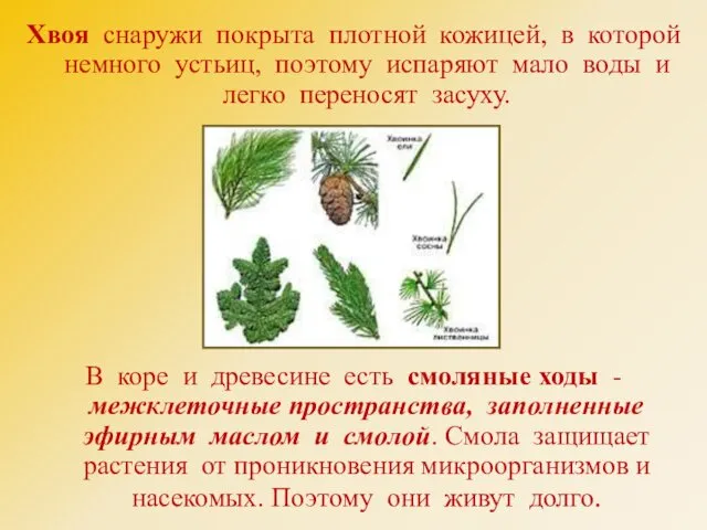 Хвоя снаружи покрыта плотной кожицей, в которой немного устьиц, поэтому испаряют мало воды