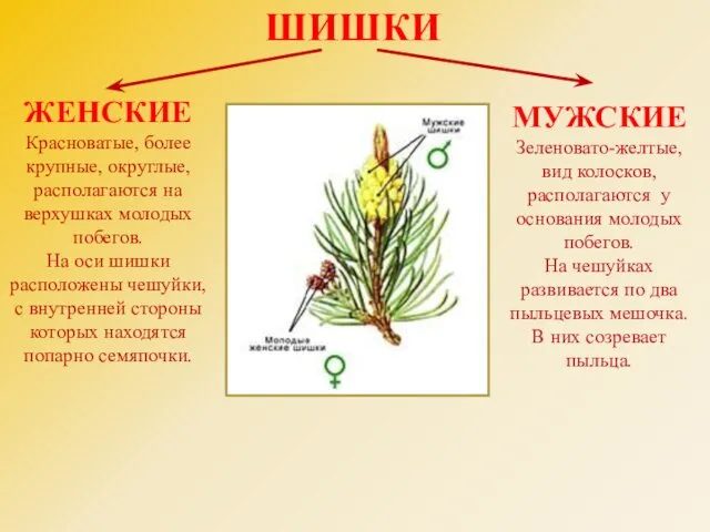 ШИШКИ ЖЕНСКИЕ Красноватые, более крупные, округлые, располагаются на верхушках молодых побегов. На оси