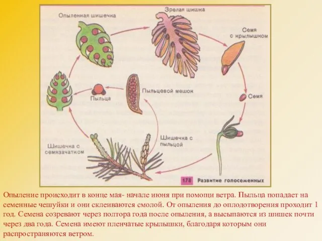 Опыление происходит в конце мая- начале июня при помощи ветра.