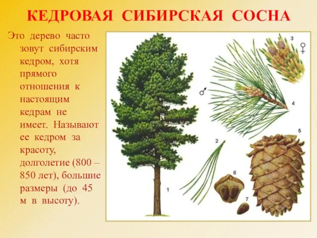КЕДРОВАЯ СИБИРСКАЯ СОСНА Это дерево часто зовут сибирским кедром, хотя прямого отношения к
