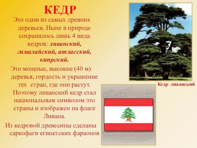 КЕДР Это одни из самых древних деревьев. Ныне в природе