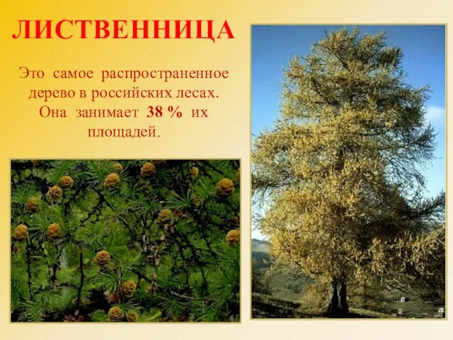 ЛИСТВЕННИЦА Это самое распространенное дерево в российских лесах. Она занимает 38 % их площадей.