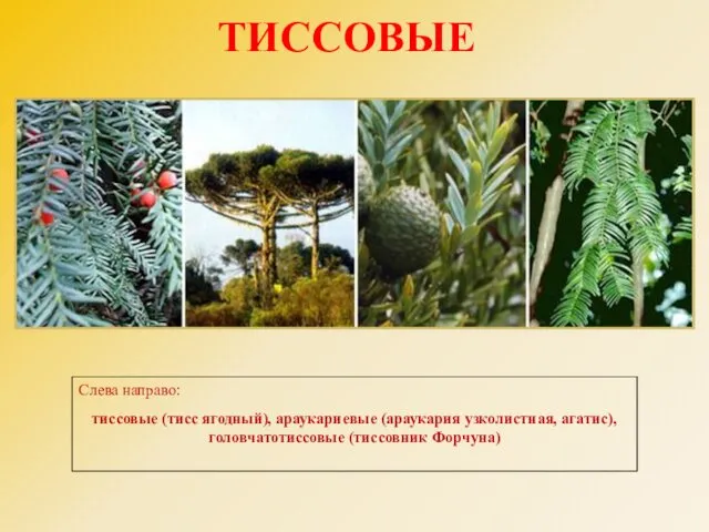 ТИССОВЫЕ Слева направо: тиссовые (тисс ягодный), араукариевые (араукария узколистная, агатис), головчатотиссовые (тиссовник Форчуна)