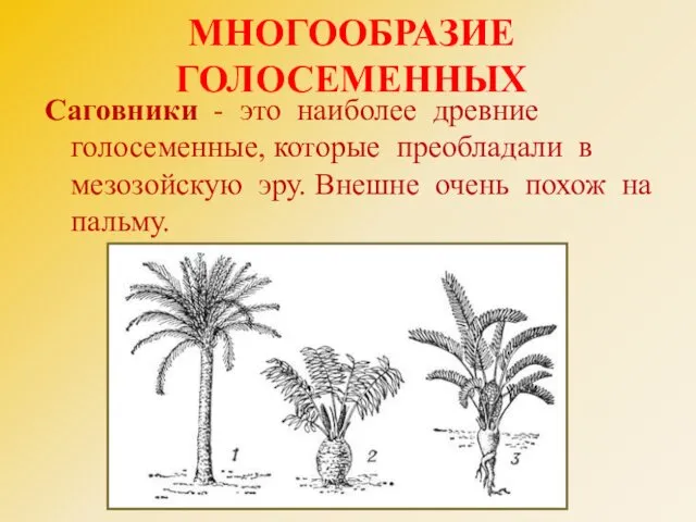 МНОГООБРАЗИЕ ГОЛОСЕМЕННЫХ Саговники - это наиболее древние голосеменные, которые преобладали