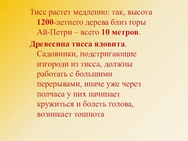 Тисс растет медленно: так, высота 1200-летнего дерева близ горы Ай-Петри – всего 10