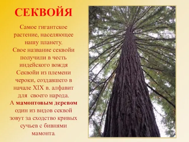 СЕКВОЙЯ Самое гигантское растение, населяющее нашу планету. Свое название секвойи получили в честь