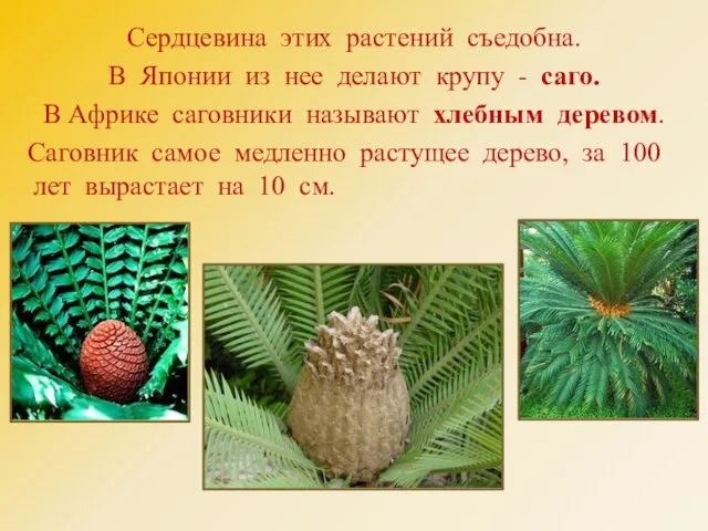 Сердцевина этих растений съедобна. В Японии из нее делают крупу - саго. В