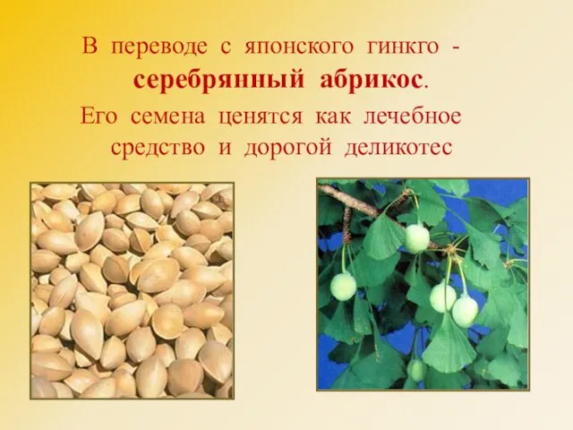 В переводе с японского гинкго - серебрянный абрикос. Его семена ценятся как лечебное