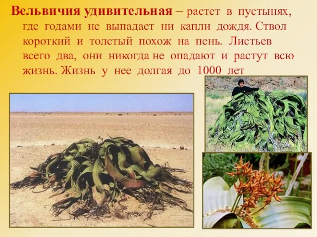 Вельвичия удивительная – растет в пустынях, где годами не выпадает