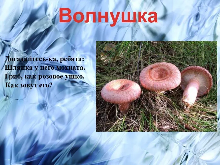 Догадайтесь-ка, ребята: Шляпка у него мохната. Гриб, как розовое ушко. Как зовут его? Волнушка