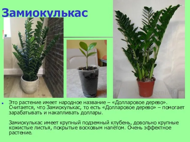 Замиокулькас Это растение имеет народное название – «Долларовое дерево». Считается,