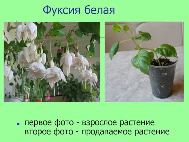 Фуксия белая первое фото - взрослое растение второе фото - продаваемое растение