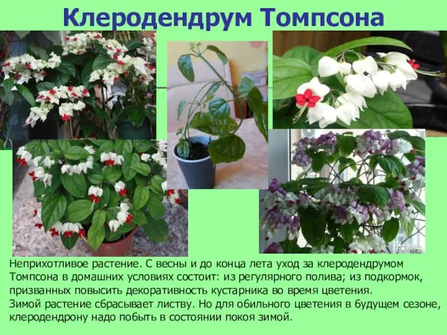 Клеродендрум Томпсона Неприхотливое растение. С весны и до конца лета