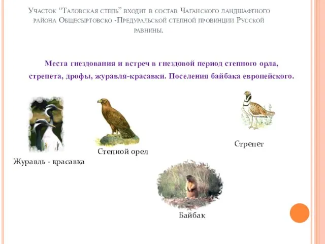 Участок “Таловская степь” входит в состав Чаганского ландшафтного района Общесыртовско